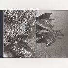 lucien-clergue-charognes-l'artiere