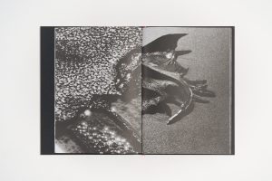 lucien-clergue-charognes-l'artiere