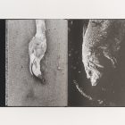 lucien-clergue-charognes-l'artiere