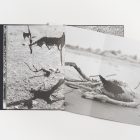 lucien-clergue-charognes-l'artiere